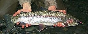 Pere Marquette River Fly Fishing Patterns & Flies
